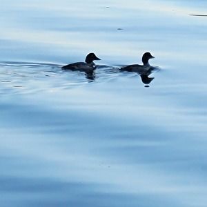 Meet your Posher, Kent